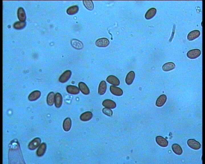 Psathyrella cernua   ( Vahl.:Fr. )  Hirsch